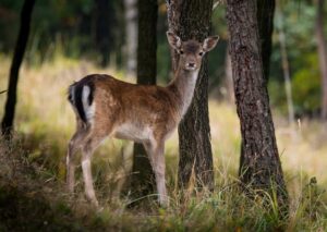 european fallow deer, dama dama, female-984576.jpg