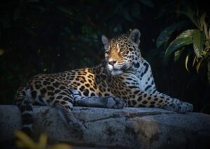 jaguar, savage, feline-7386670.jpg