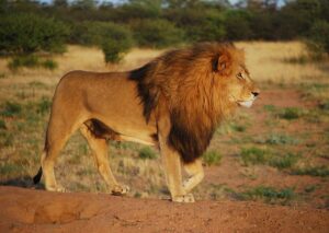 lion, proudly, predator-805084.jpg