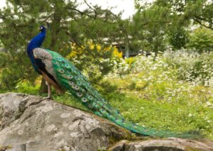 peacock, pheasant, bird-847752.jpg