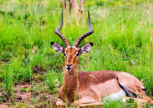 pilanesberg national park, springbok, springbuck-8139309.jpg