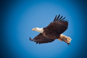 eagle, eagle flying, soar-1029909.jpg