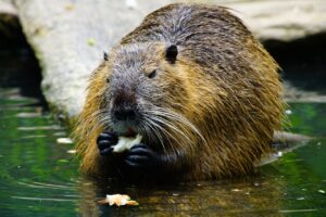 nutria, eats, beaver-1386446.jpg