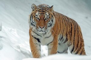 tiger, siberian tiger, snow-1975790.jpg